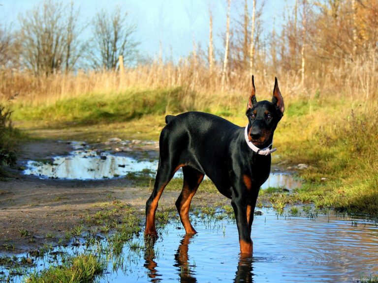 Doberman