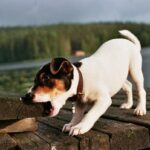Cão fazendeiro da Dinamarca e Suécia (Gårdhund)