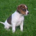 Cão fazendeiro da Dinamarca e Suécia (Gårdhund)