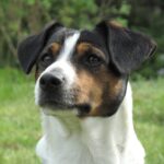 Cão fazendeiro da Dinamarca e Suécia (Gårdhund)