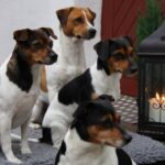 Cão fazendeiro da Dinamarca e Suécia (Gårdhund)