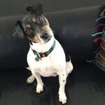 Cão fazendeiro da Dinamarca e Suécia (Gårdhund)
