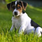 Cão fazendeiro da Dinamarca e Suécia (Gårdhund)