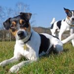 Cão fazendeiro da Dinamarca e Suécia (Gårdhund)