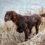 German Longhaired Pointer