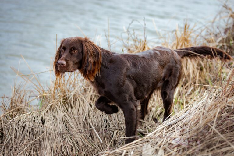 Chien d'arrêt allemand à poil long