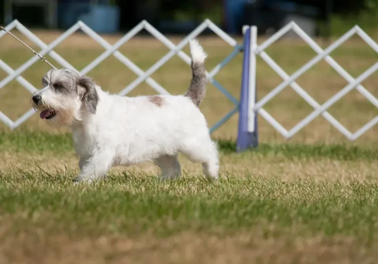 Petit Basset Griffon Vendéen