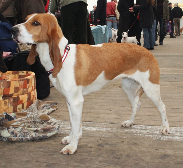 Schweizer Laufhund (Schwyzer Laufhund)