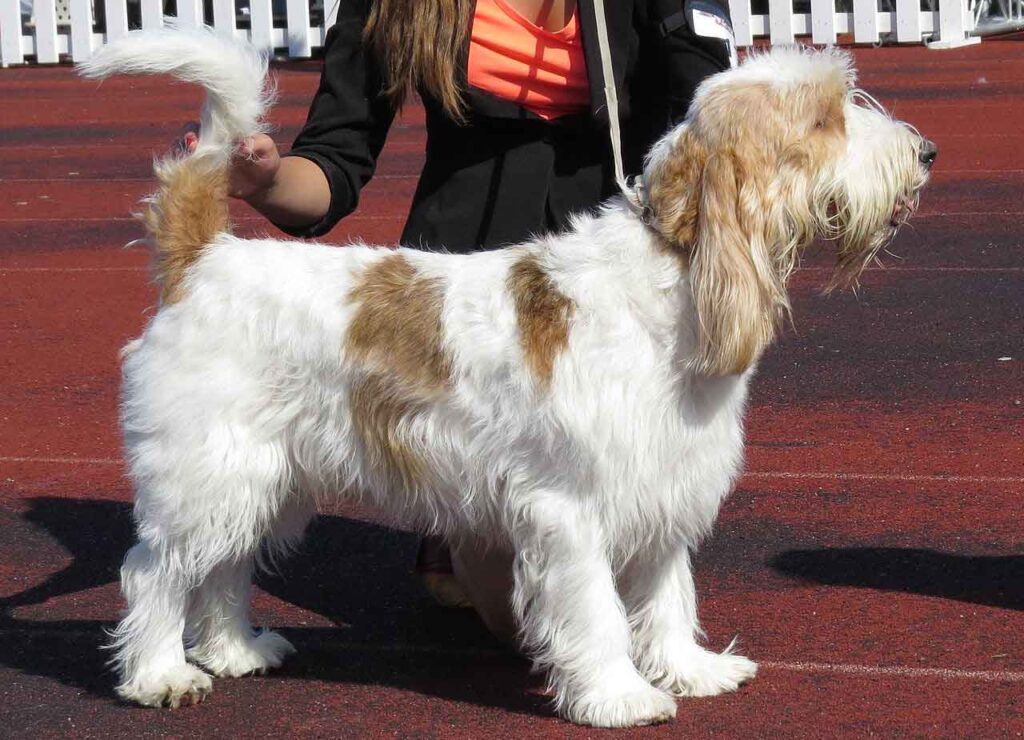 Große Basset Griffon Vendéen — Foto 2