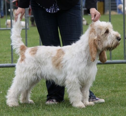 Große Basset Griffon Vendéen — Foto 3