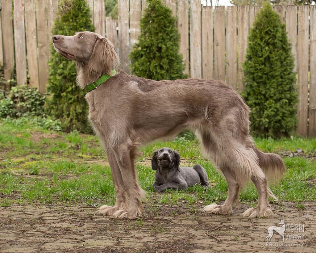 Langhaar-Weimaraner