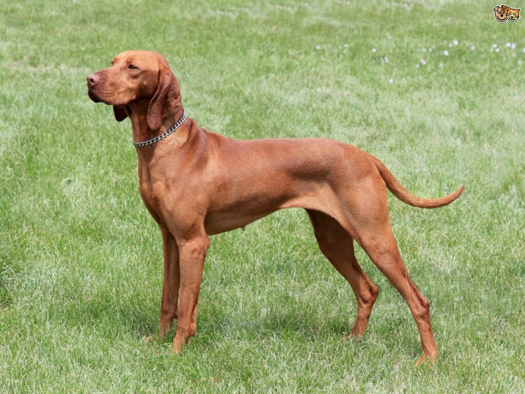Ungarische Kurzhaar-Vizsla