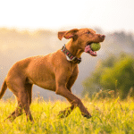 Ungarische Kurzhaar-Vizsla