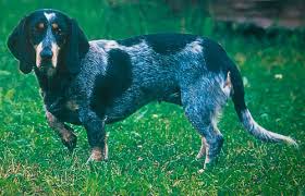 Un Small Swiss Hound (Lucerne Type) pendant son dressage