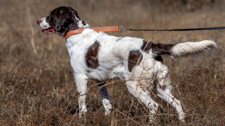 Chien de Perdrix de Drente