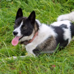 Karelian Bear Dog