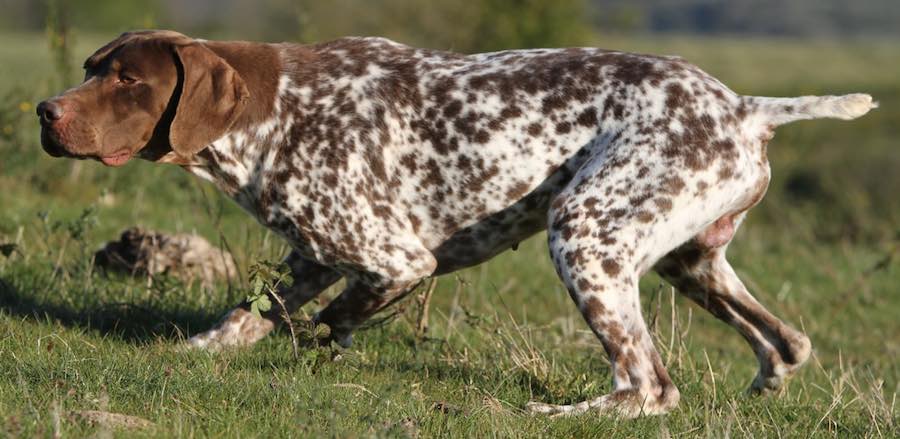 A well-trained French Pointing Dog on point in a grassy field.