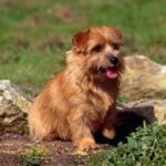 Norfolk Terrier