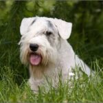 Sealyham Terrier