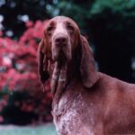 Bracco Italiano
