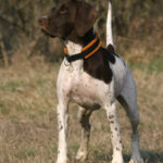 Altdänische Vorstehhund