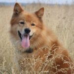 Finnish Spitz