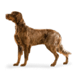 Spaniel da Picardia