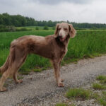 Langhaar-Weimaraner