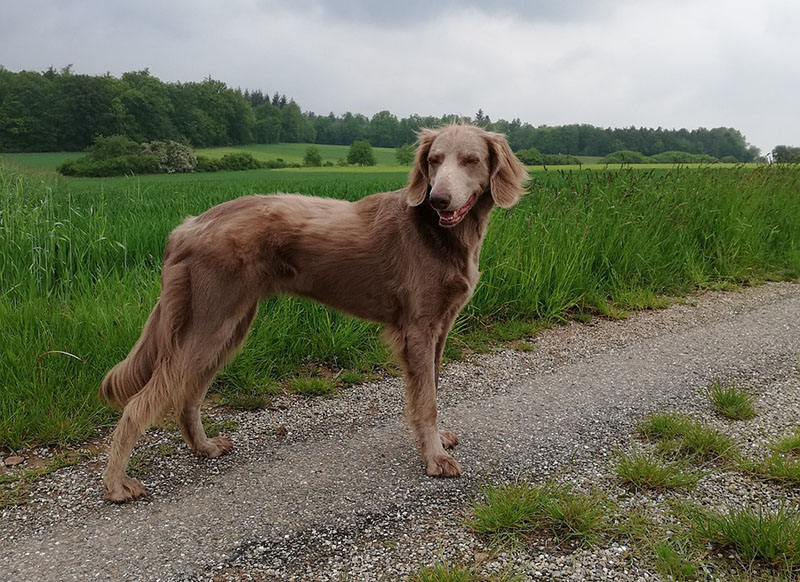 Langhaar-Weimaraner — Foto 5