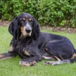 Schweizer Laufhund (Luzerner Laufhund)