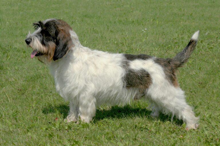 Petit Basset Griffon Vendéen