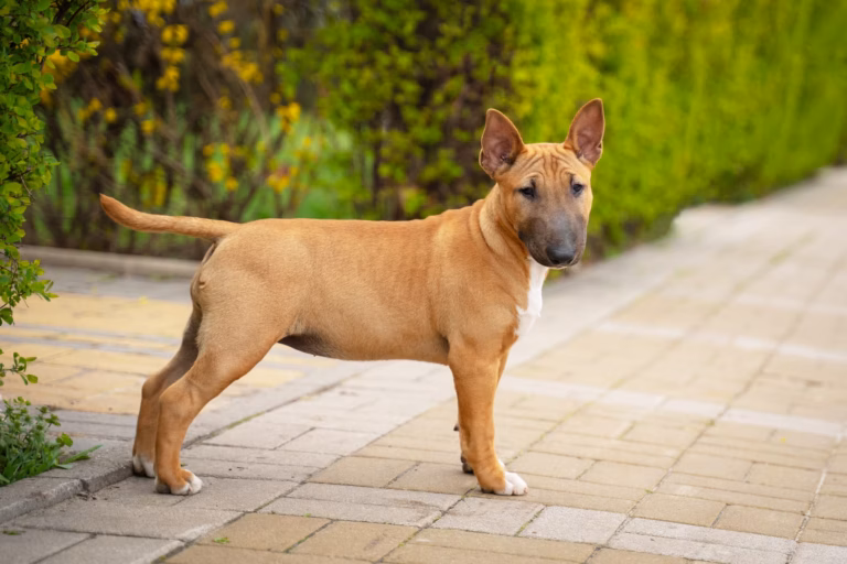Miniature Bull Terrier