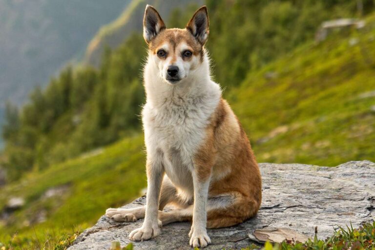 Norweski Lundehund