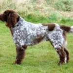 German Longhaired Pointer