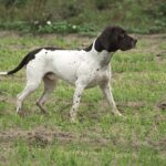 Altdänische Vorstehhund