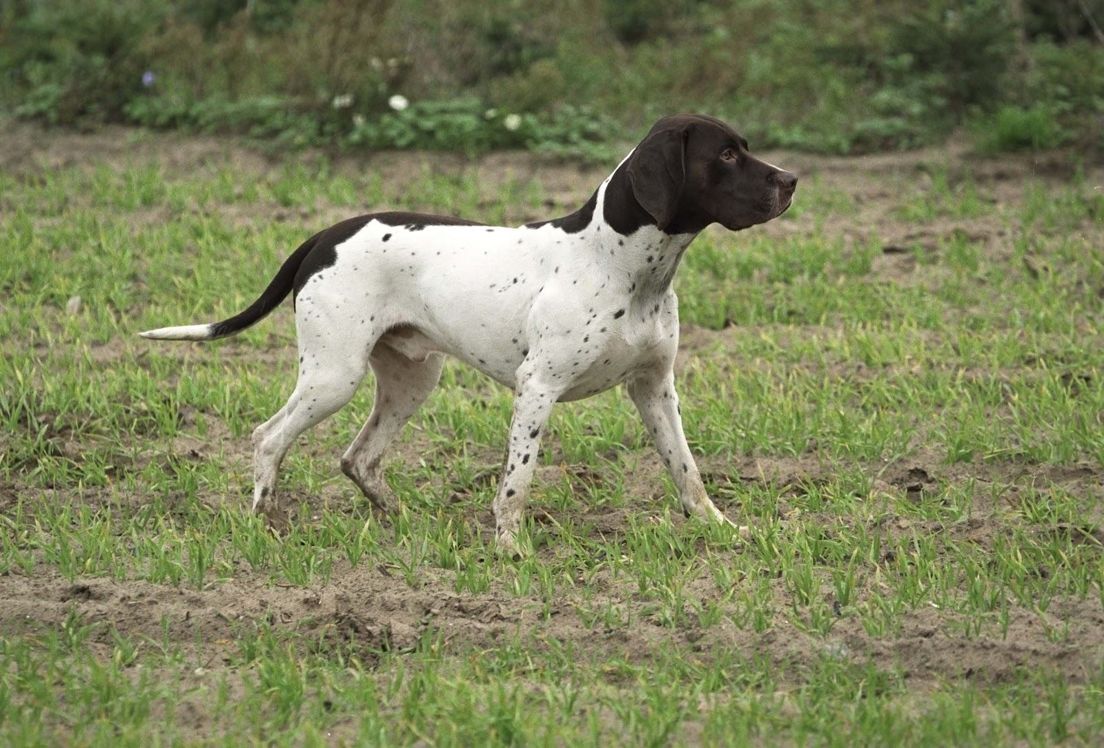 Old Danish Pointer