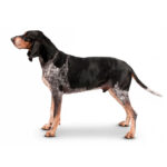 Schweizer Laufhund (Luzerner Laufhund)