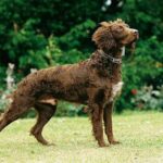 Pont-Audemer Spaniel
