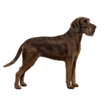 Pudelpointer