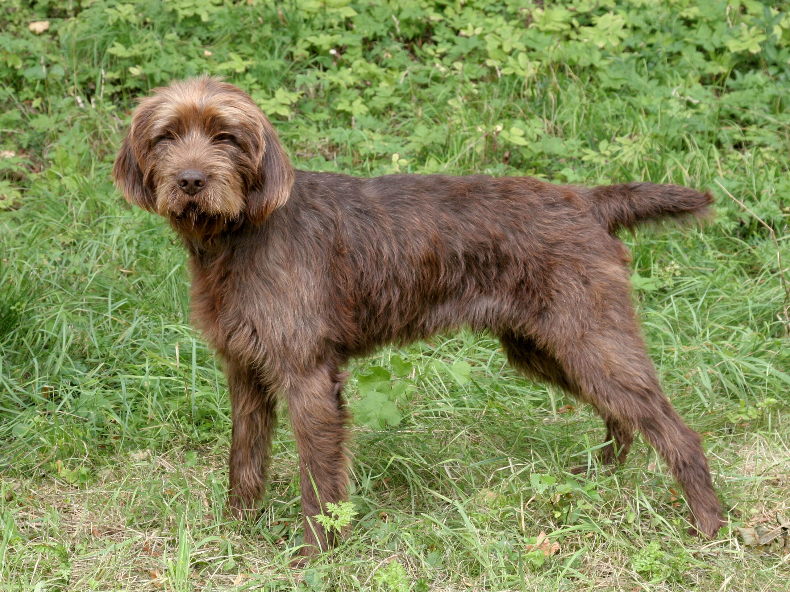 Pudelpointer