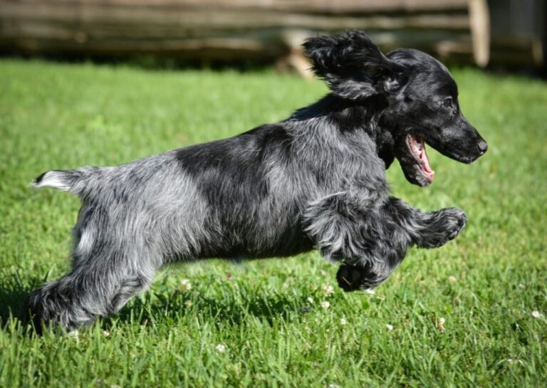 Błękitny spaniel pikardyjski