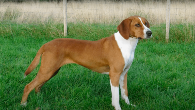 Brachet allemand