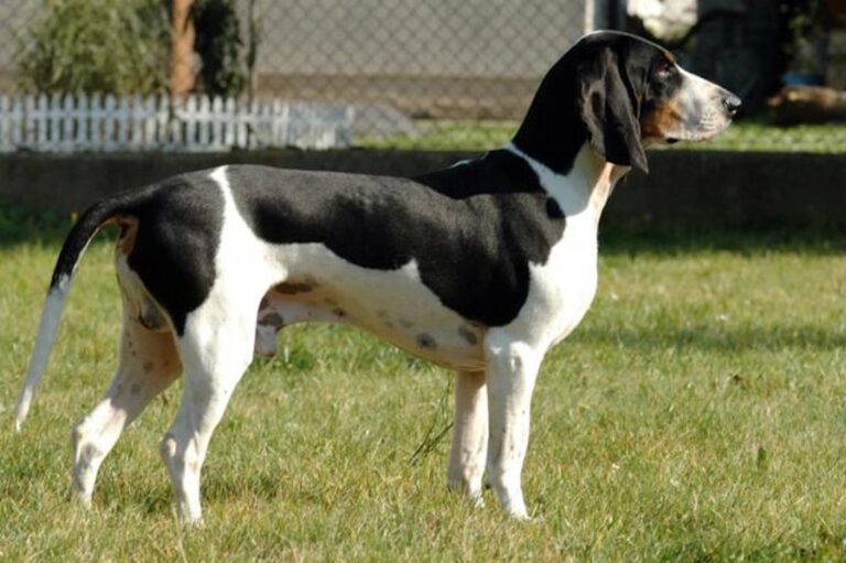 Small Swiss Hound (Bernese Type) — foto 2