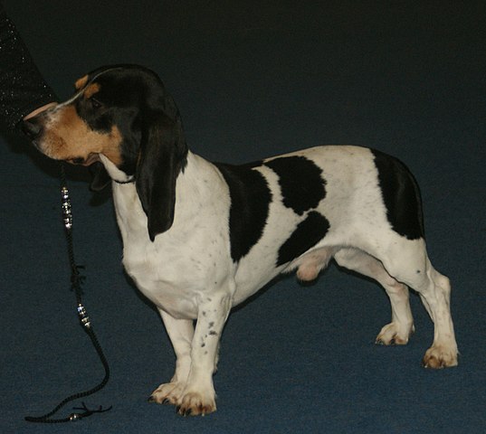 Small Swiss Hound (Bernese Type) — foto 4