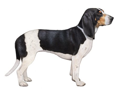 Small Swiss Hound (Bernese Type)