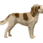 Spinone Italiano