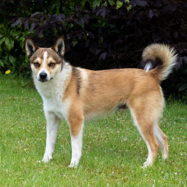 Norweski Lundehund
