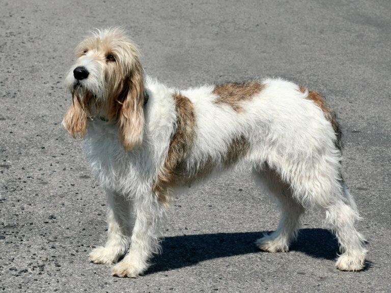 Grand Basset Griffon Vendéen