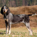 Schweizer Laufhund (Luzerner Laufhund)
