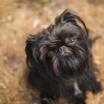 Belgian Griffon